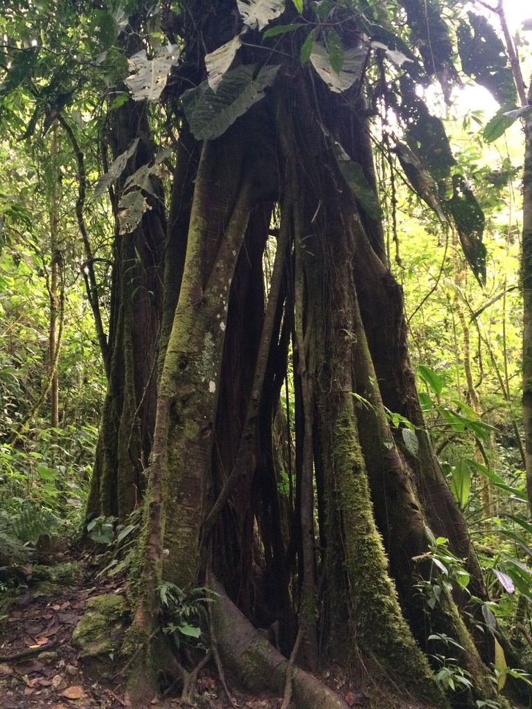 Cascadas de Río Verde