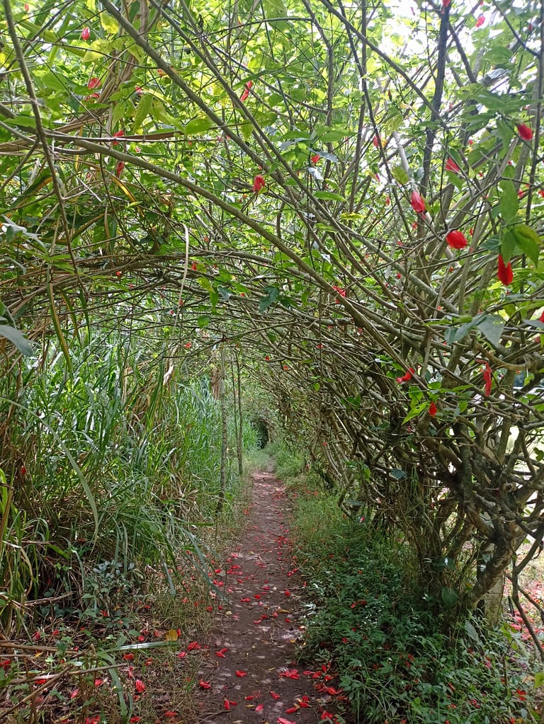 Chorros de San Rafael