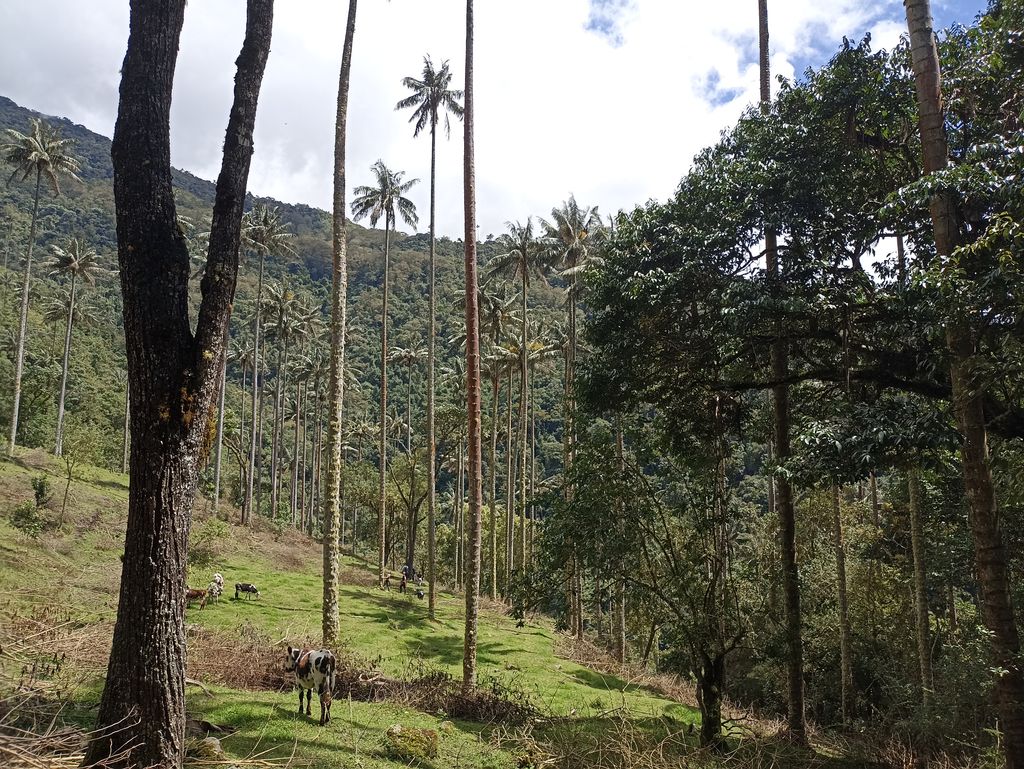 El bosque del Silencio
