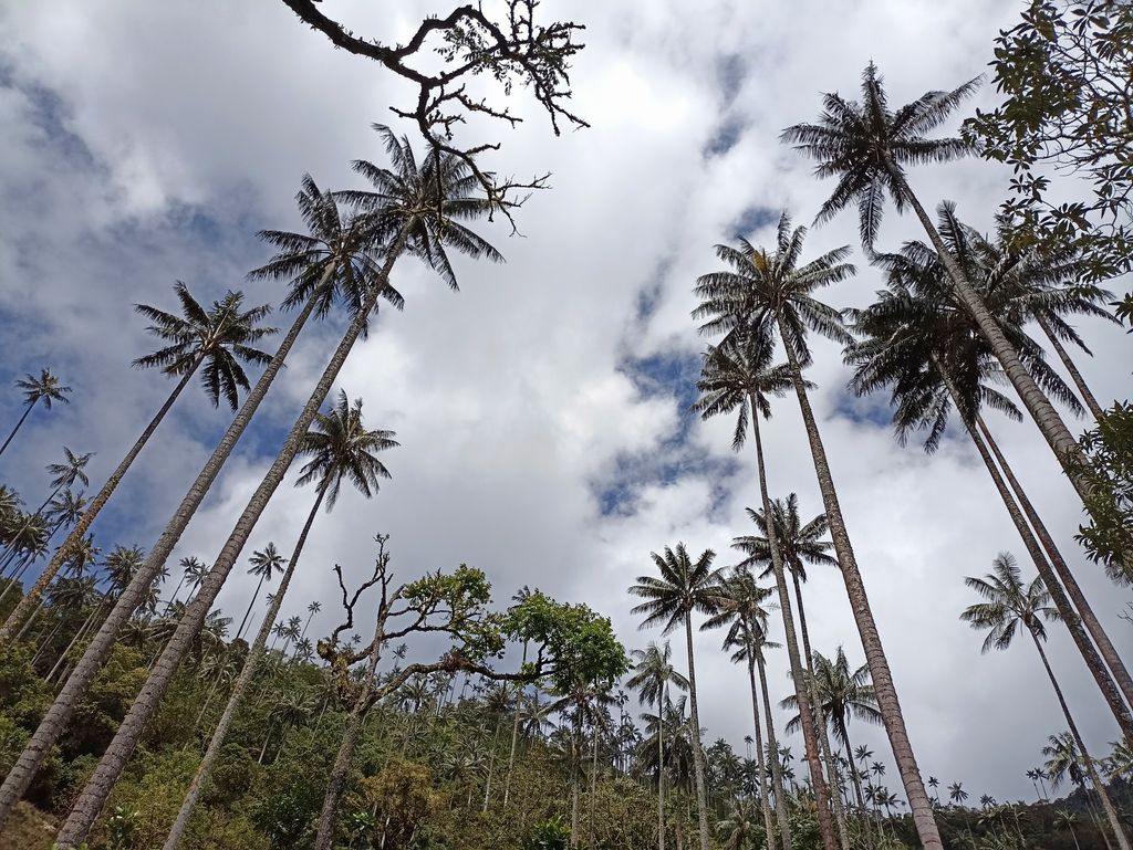 El bosque del Silencio