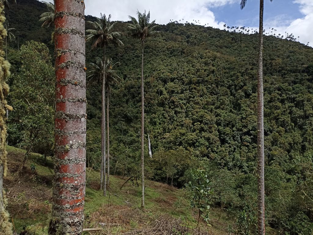 El bosque del Silencio