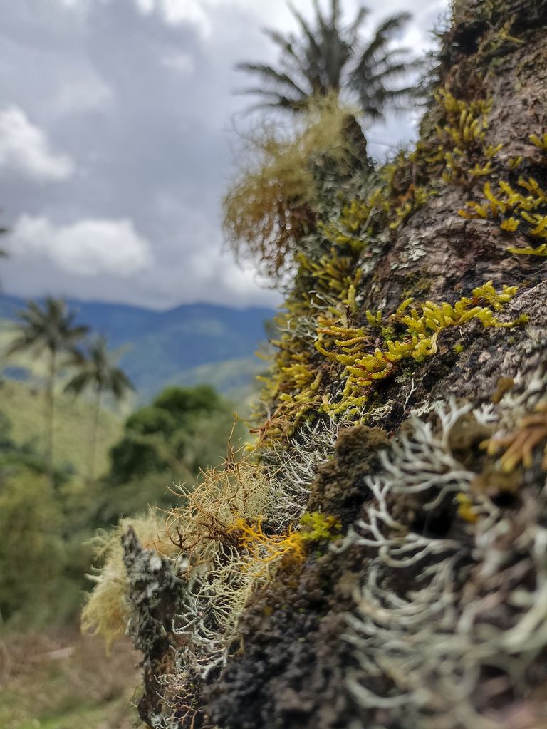 El bosque del Silencio