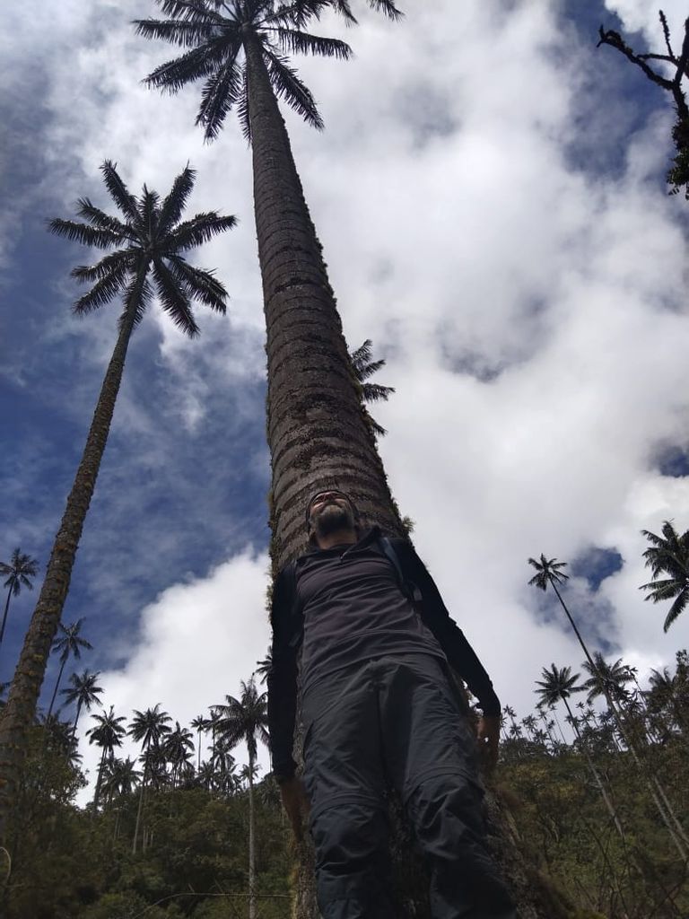 El bosque del Silencio