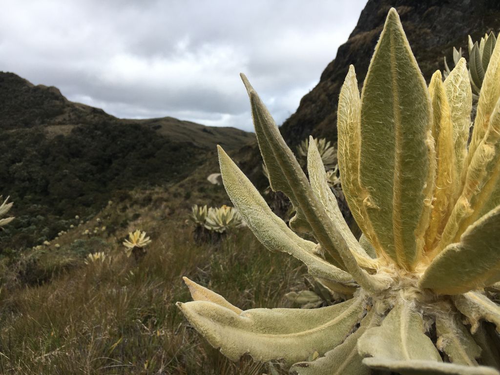 Paramo del Chilí
