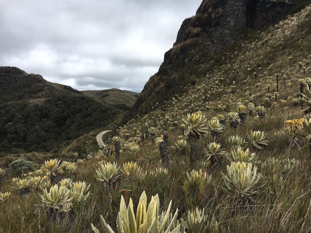 Paramo del Chilí