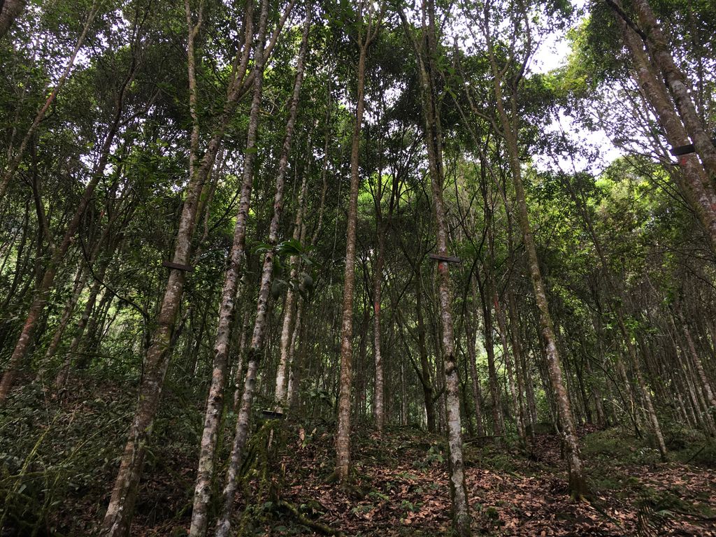 Peñas Blancas