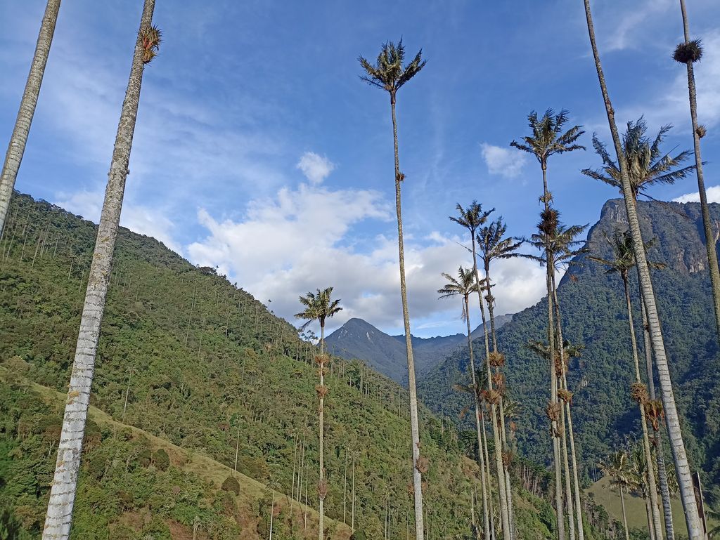 Valle de Cocora