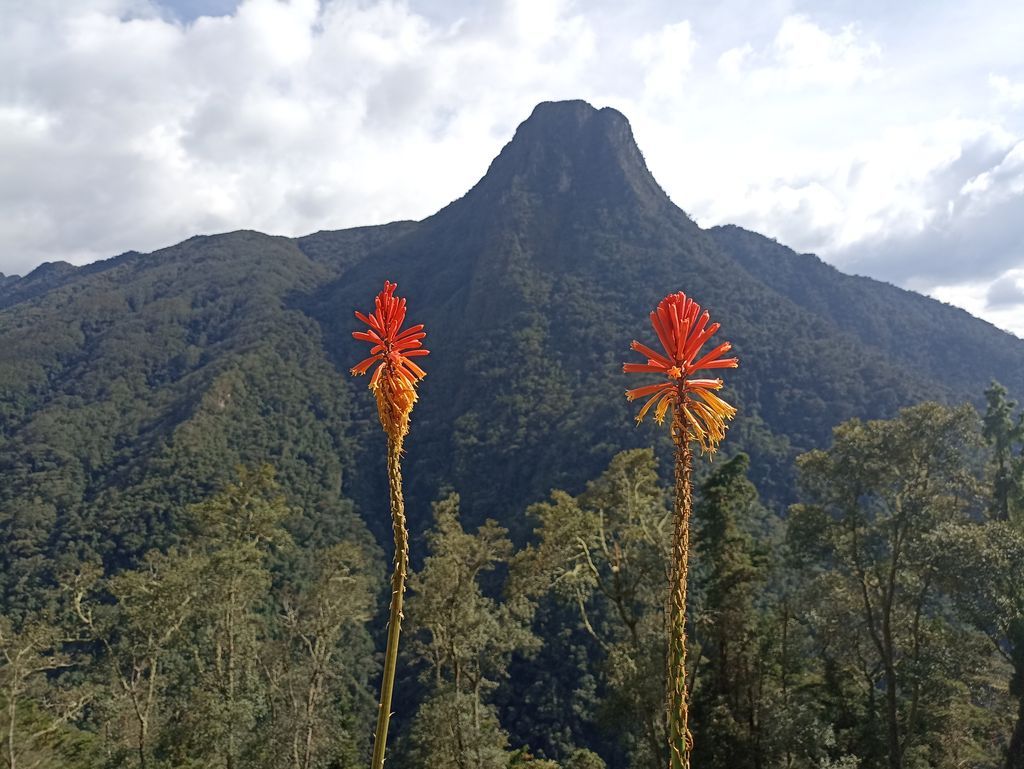 Valle de Cocora