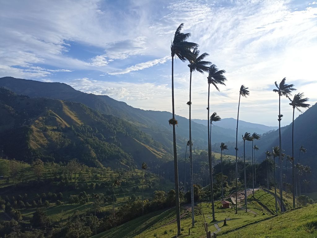 Valle de Cocora